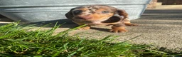 Miniature Dachshund dogs for sale: Brody - Ad 9