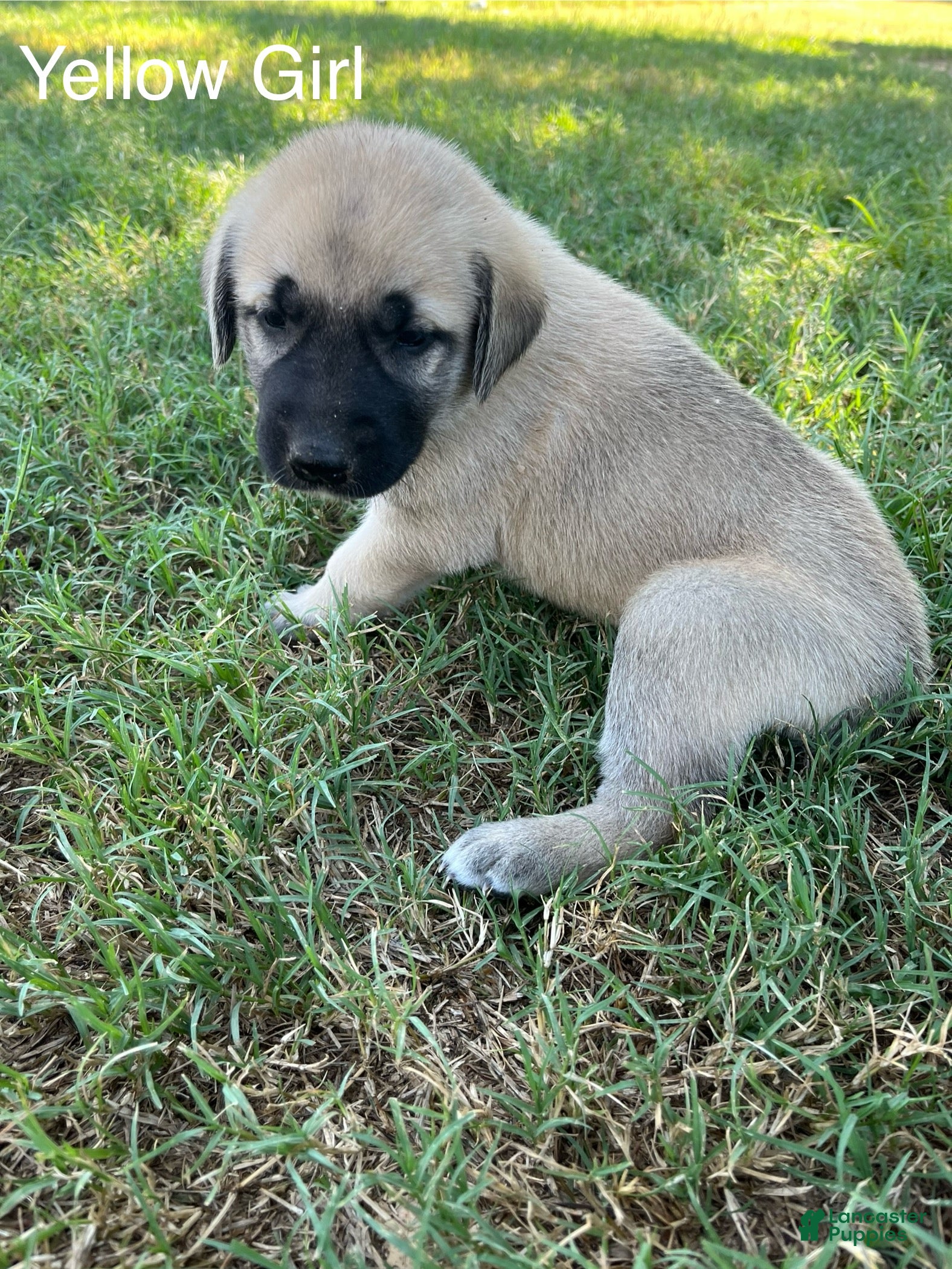 Turkish Kangal dogs Yellow Girl - Ad 5