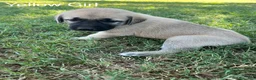 Turkish Kangal dogs for sale: Yellow Girl - Ad 1