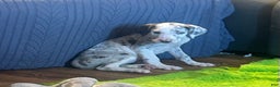 Great Dane dogs for sale: Nalia - Ad 1