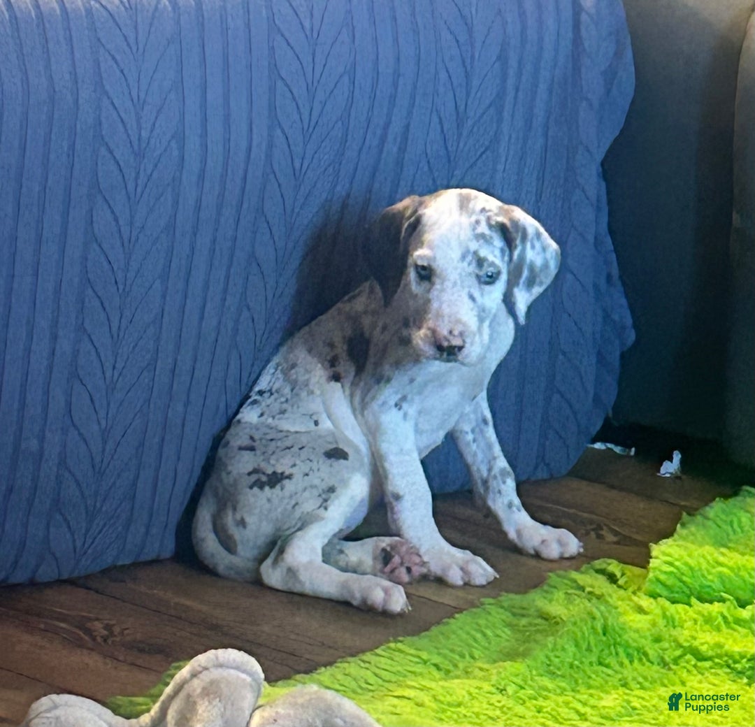 Great Dane dogs for sale: Nalia - Ad 1