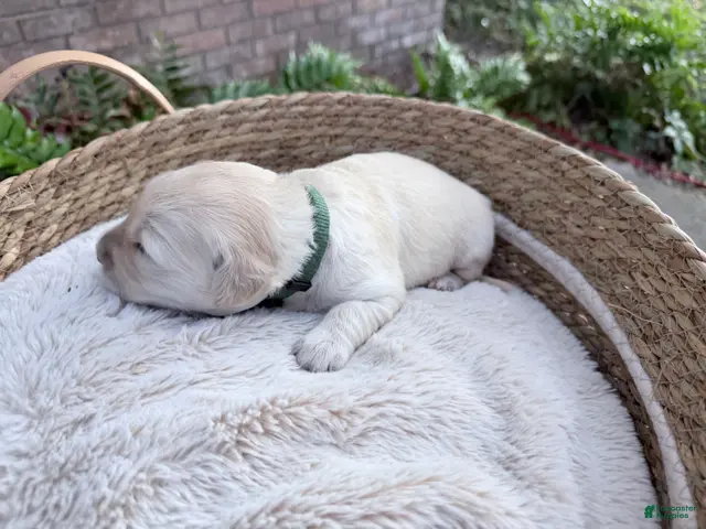 Golden Retriever dogs for sale: Breeze of Avalon - Ad 2