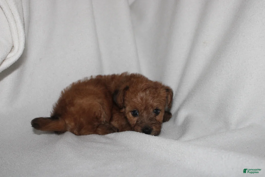 Yorkiepoo dogs for sale: Prince - Ad 3