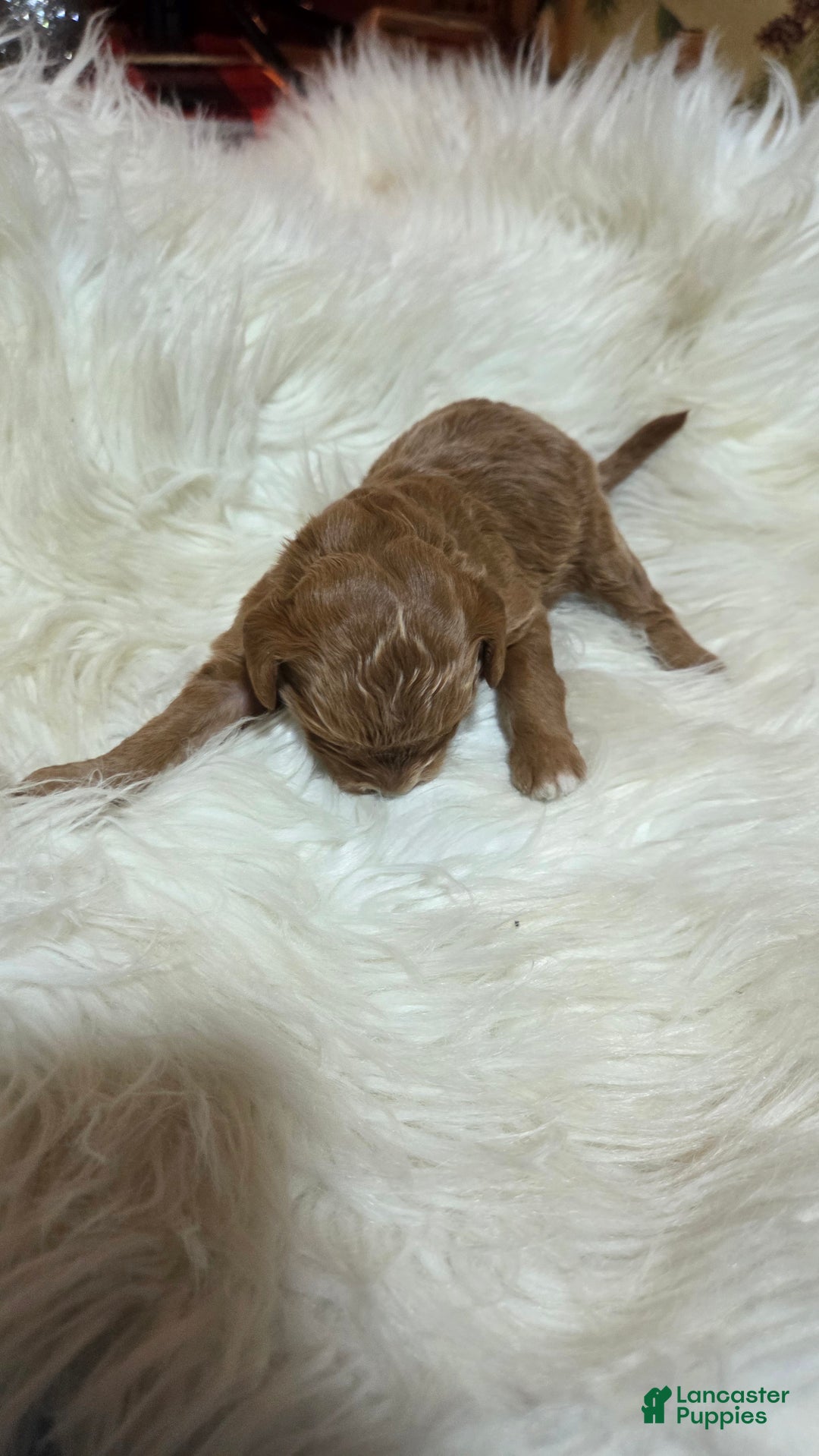 Cavapoo dogs for sale: Trey - Ad 5