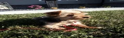 Yorkiepoo dogs for sale: Sadie - Ad 10