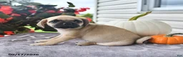 Puggle dogs for sale: Dusty - Ad 3