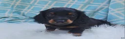 Miniature Dachshund dogs for sale: Vander - Ad 20