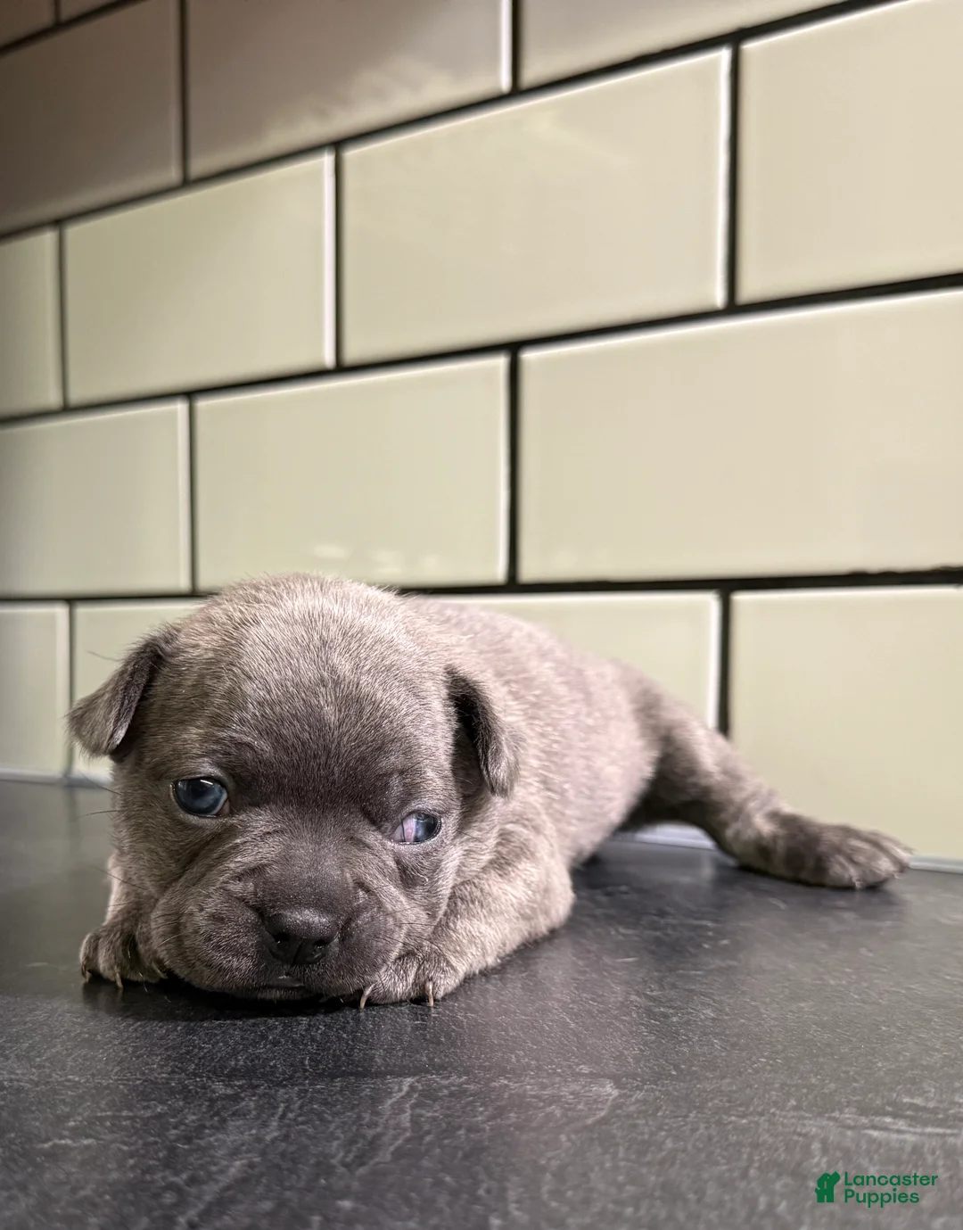 Frenchton dogs for sale: Frenchton Puppy 3 - Ad 2