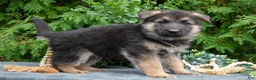 German Shepherd dogs for sale: Victor - Ad 3