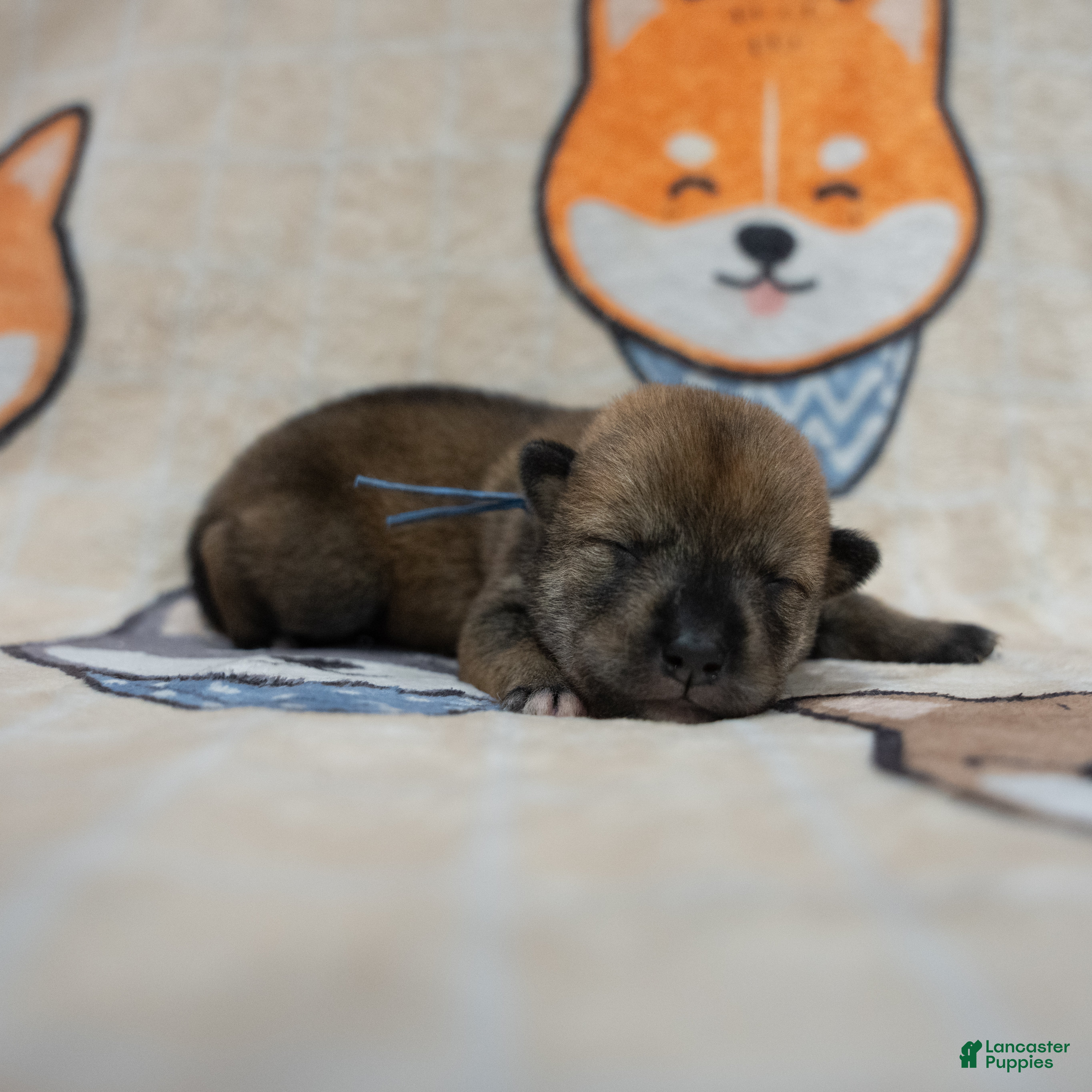 Shiba Inu dogs Shikoku Ken Puppy *Blue Collar* - Ad 11