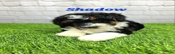 Mini Bernedoodle dogs for sale: Shadow  - Ad 5