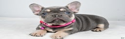 French Bulldog dogs for sale: Kenzie - Ad 1
