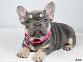 French Bulldog dogs Kenzie - Ad 9