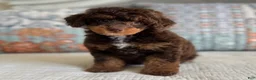 Miniature Poodle dogs for sale: Artie - Ad 9