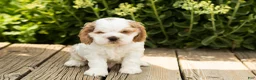 Cocker Spaniel dogs for sale: Reggie  - Ad 1