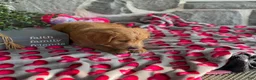 Goldendoodle dogs for sale: Nellie - Ad 7