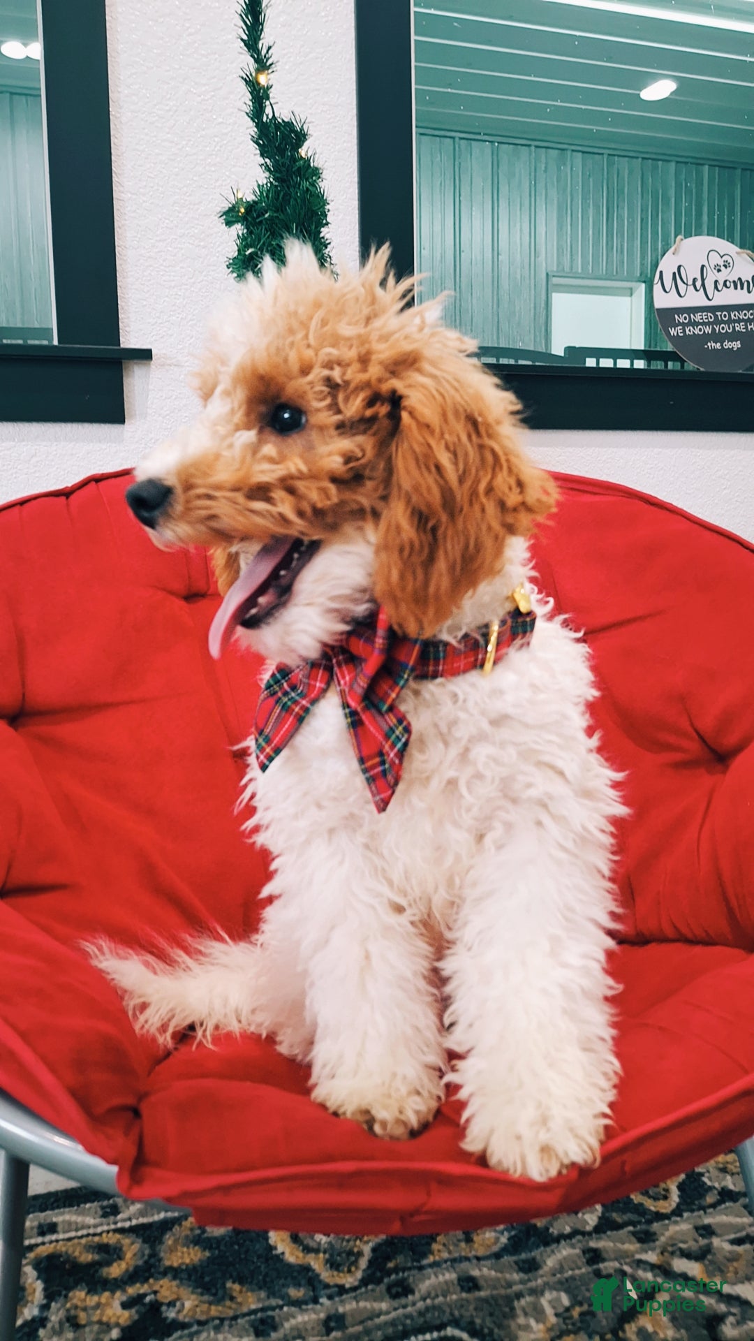 Mini Goldendoodle dogs for sale: Blossom - Ad 11