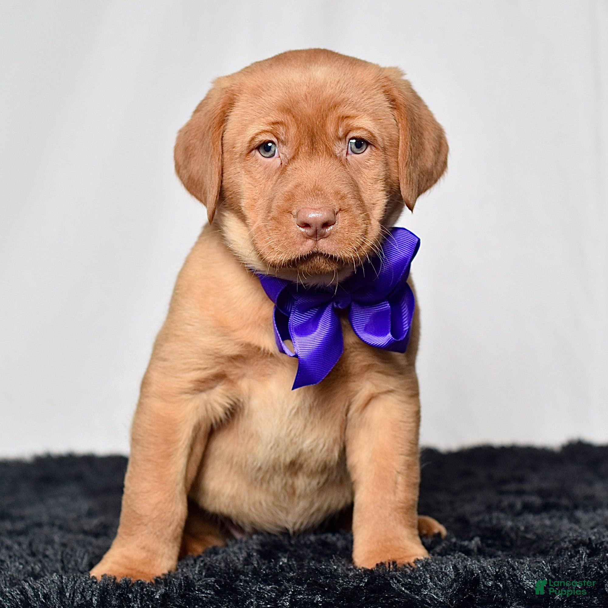 Labrador Retriever dogs Indie - Ad 1