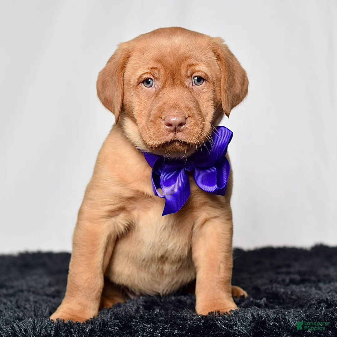 Labrador Retriever dogs for sale: Indie - Ad 1