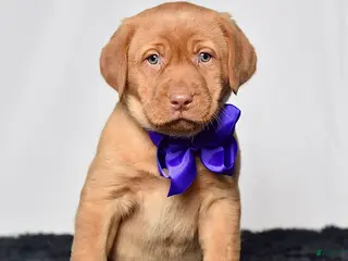 Labrador Retriever dogs for sale: Indie - Ad 2