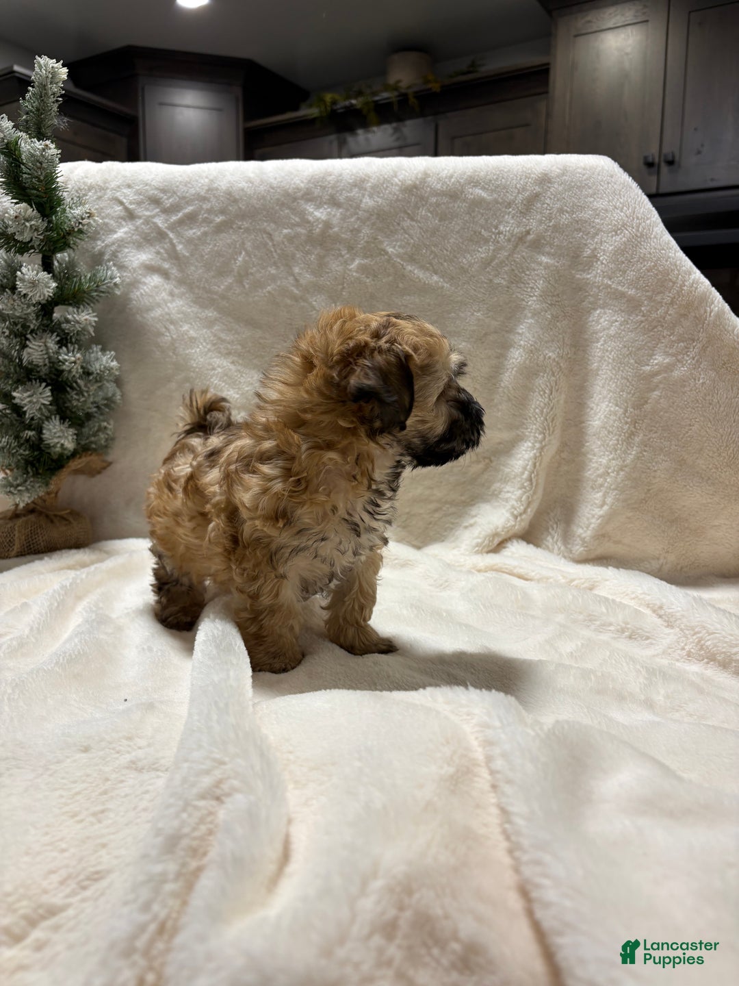 Mixed Breed dogs for sale: bo - Ad 2