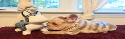 French Bulldog dogs for sale: French Bulldog 3-Greta - Ad 1