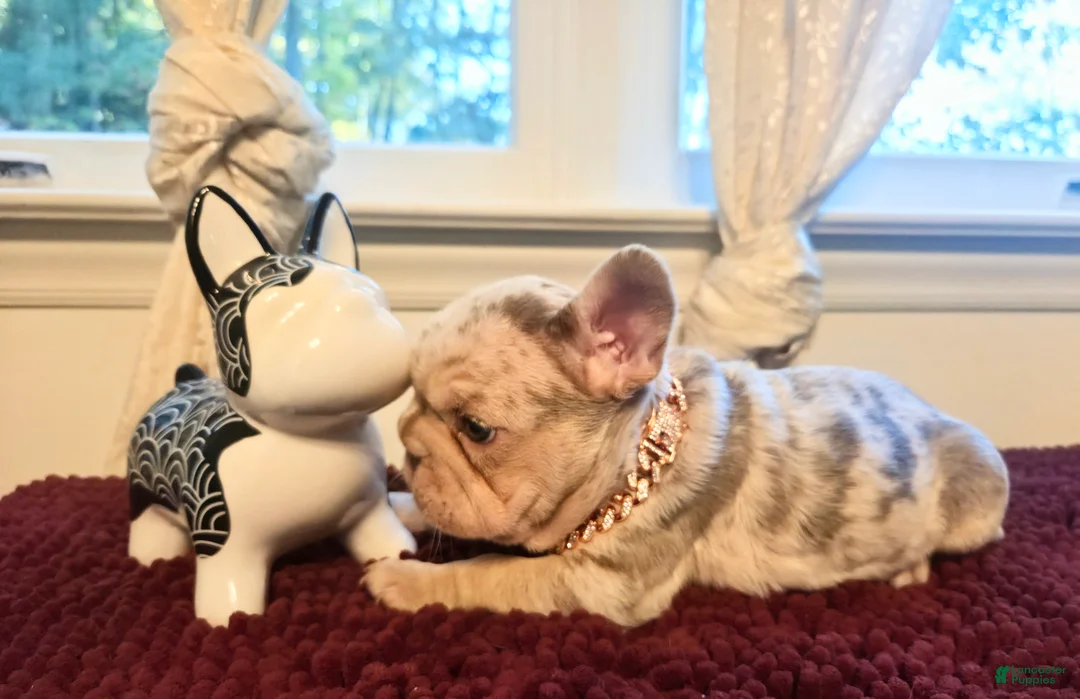 French Bulldog dogs for sale: French Bulldog 3-Greta - Ad 1