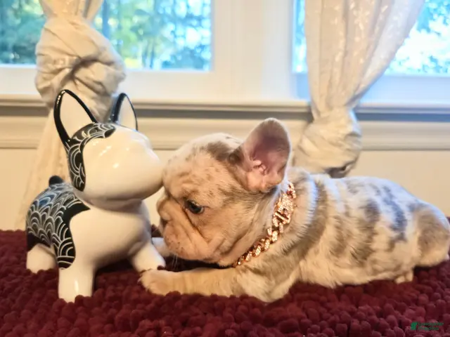 French Bulldog dogs for sale: French Bulldog 3-Greta - Ad 1