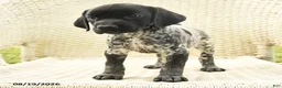 German Shorthaired Pointer dogs for sale: Heidi - Ad 4