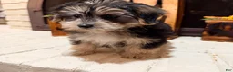 Morkie dogs for sale: 1 Greg - Ad 3