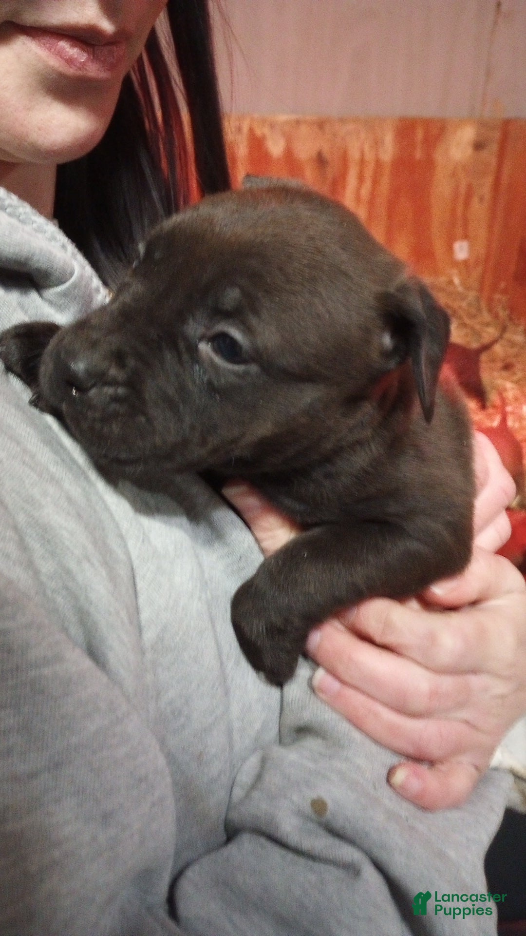 American Bully dogs Kennedy Blades - Ad 29