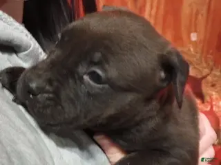 American Bully dogs Kennedy Blades - Ad 17