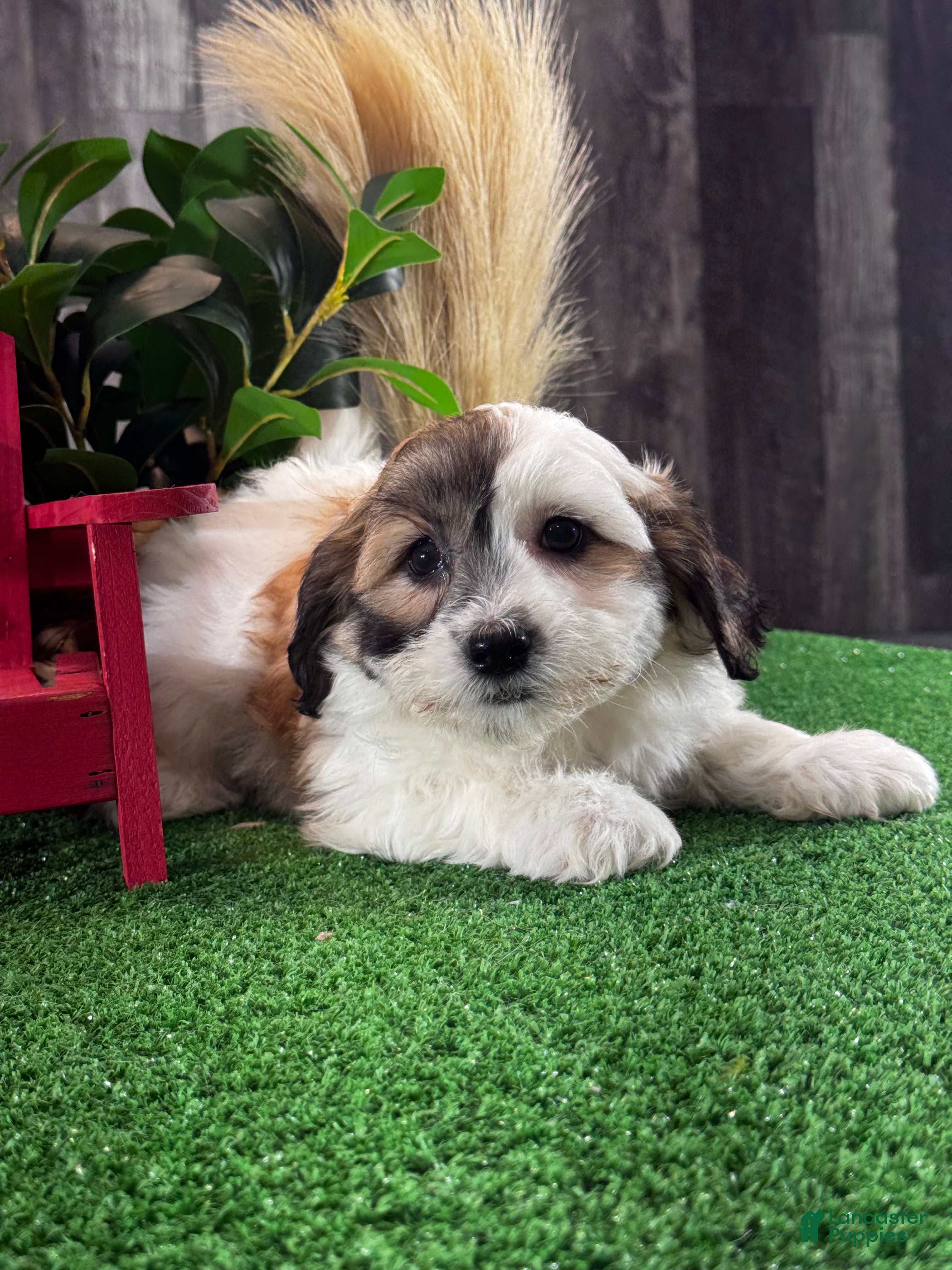 Teddy Bear dogs Jax - Ad 42