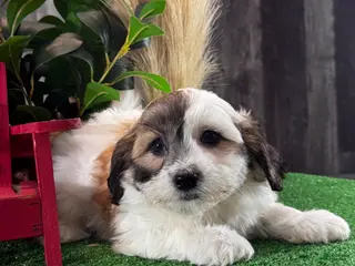 Teddy Bear dogs Jax - Ad 42