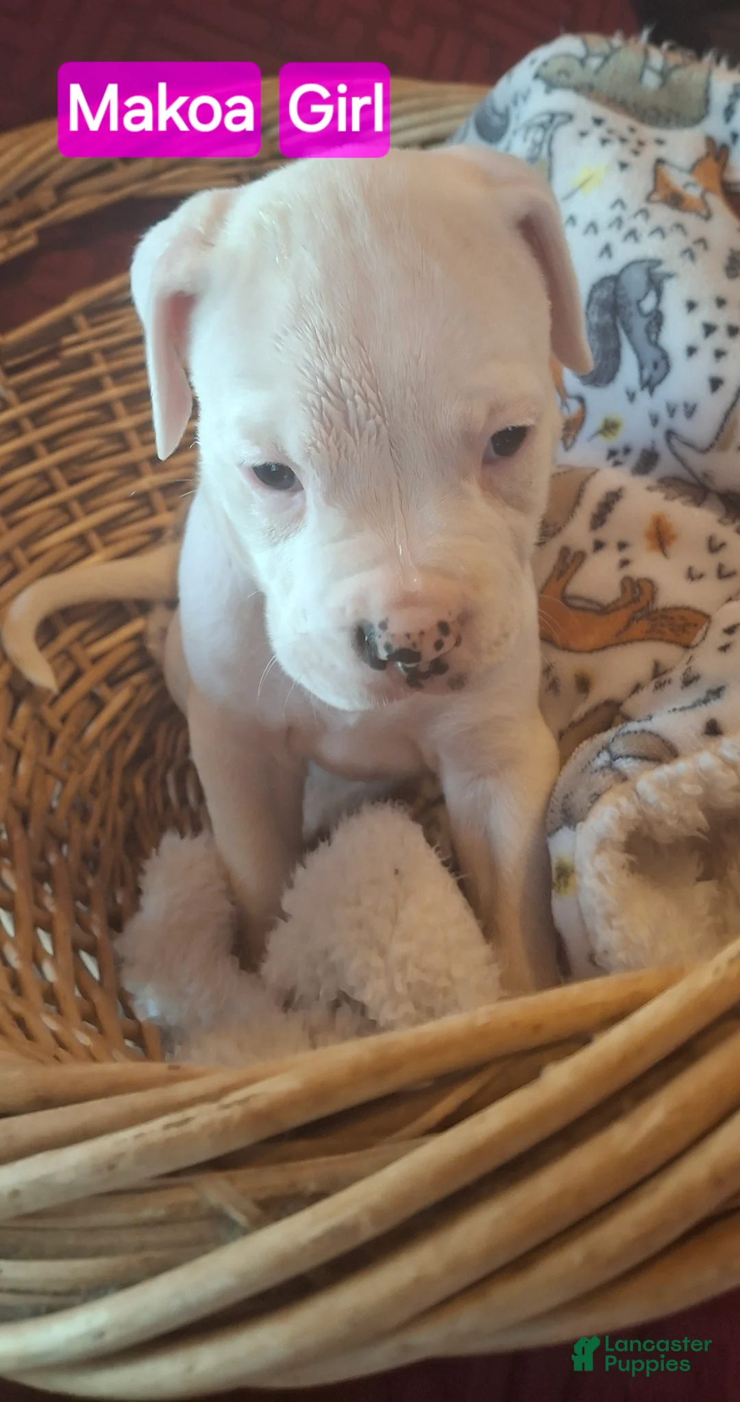 American Bulldog dogs for sale: Makoa  - Ad 2