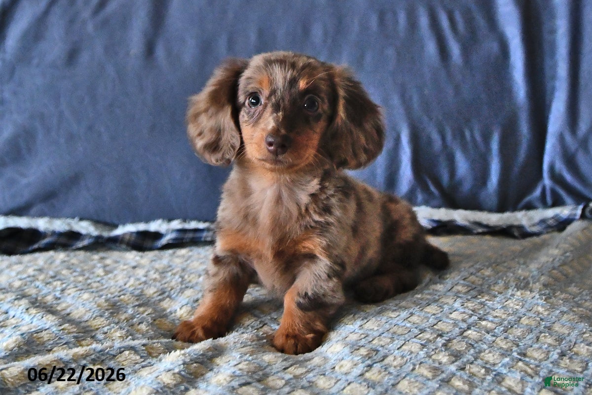 Miniature Dachshund dogs Molly - Ad 1