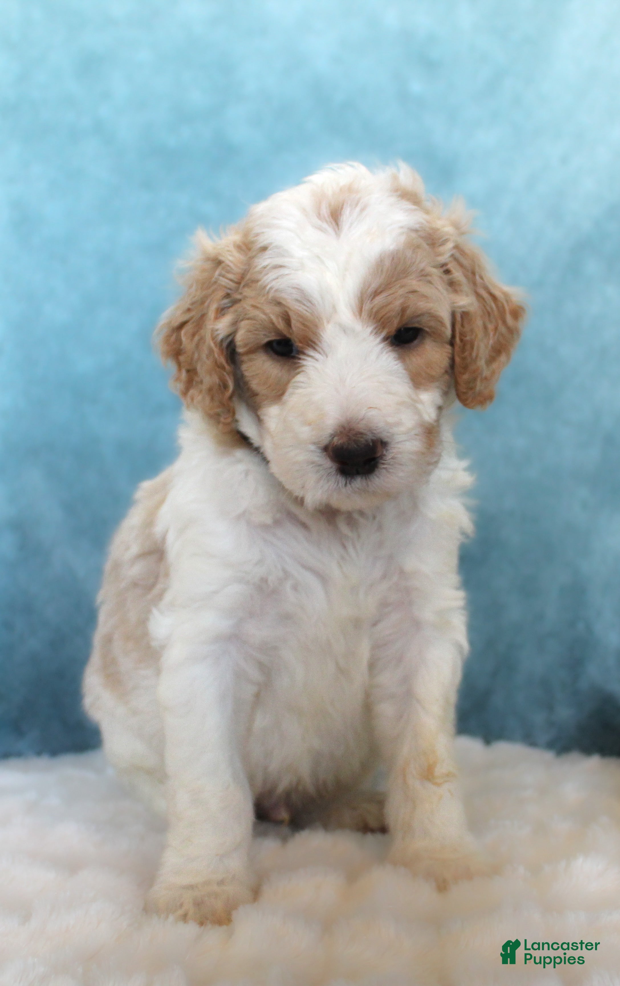 Goldendoodle dogs Cash  - Ad 1