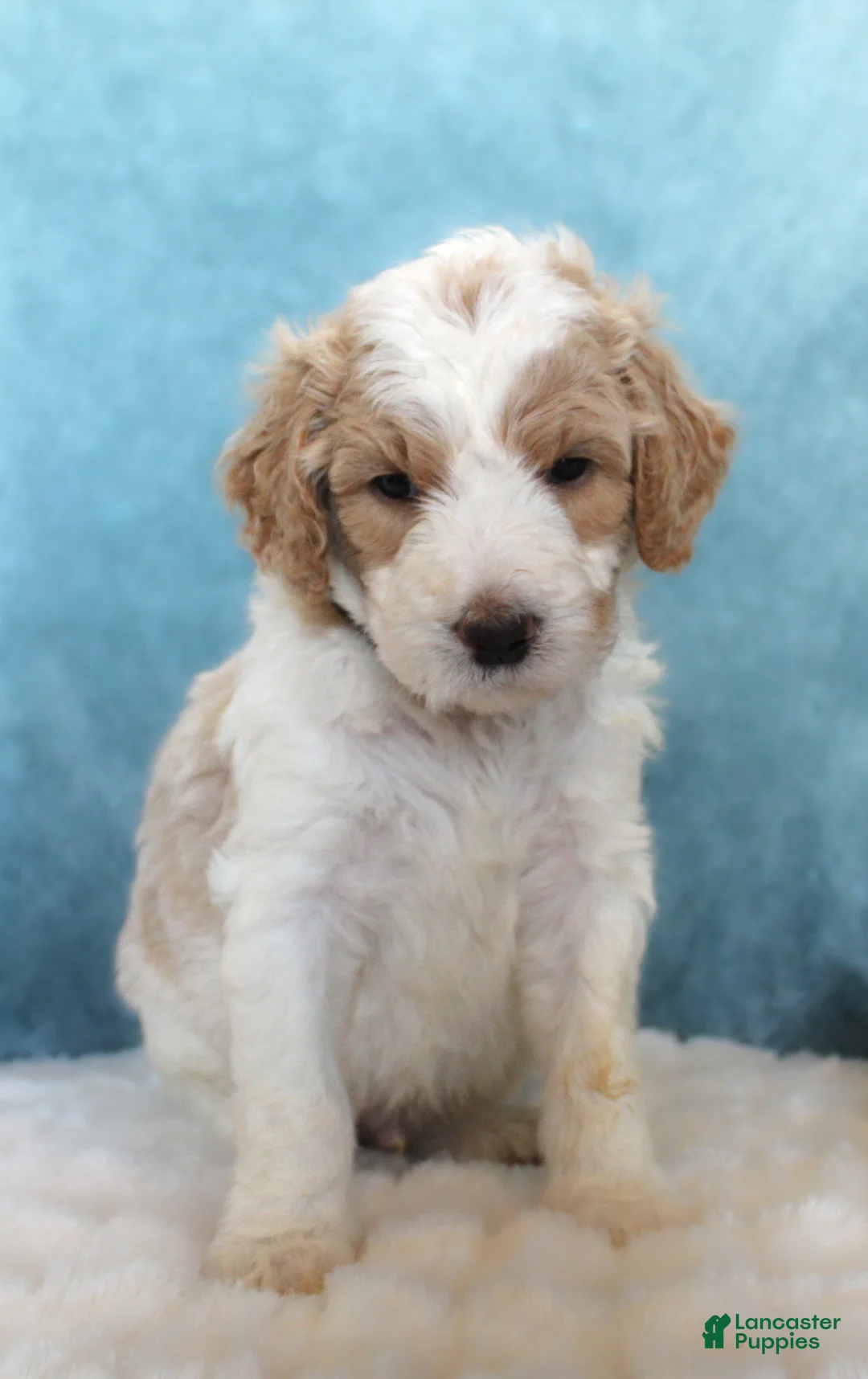 Goldendoodle dogs for sale: Cash  - Ad 1