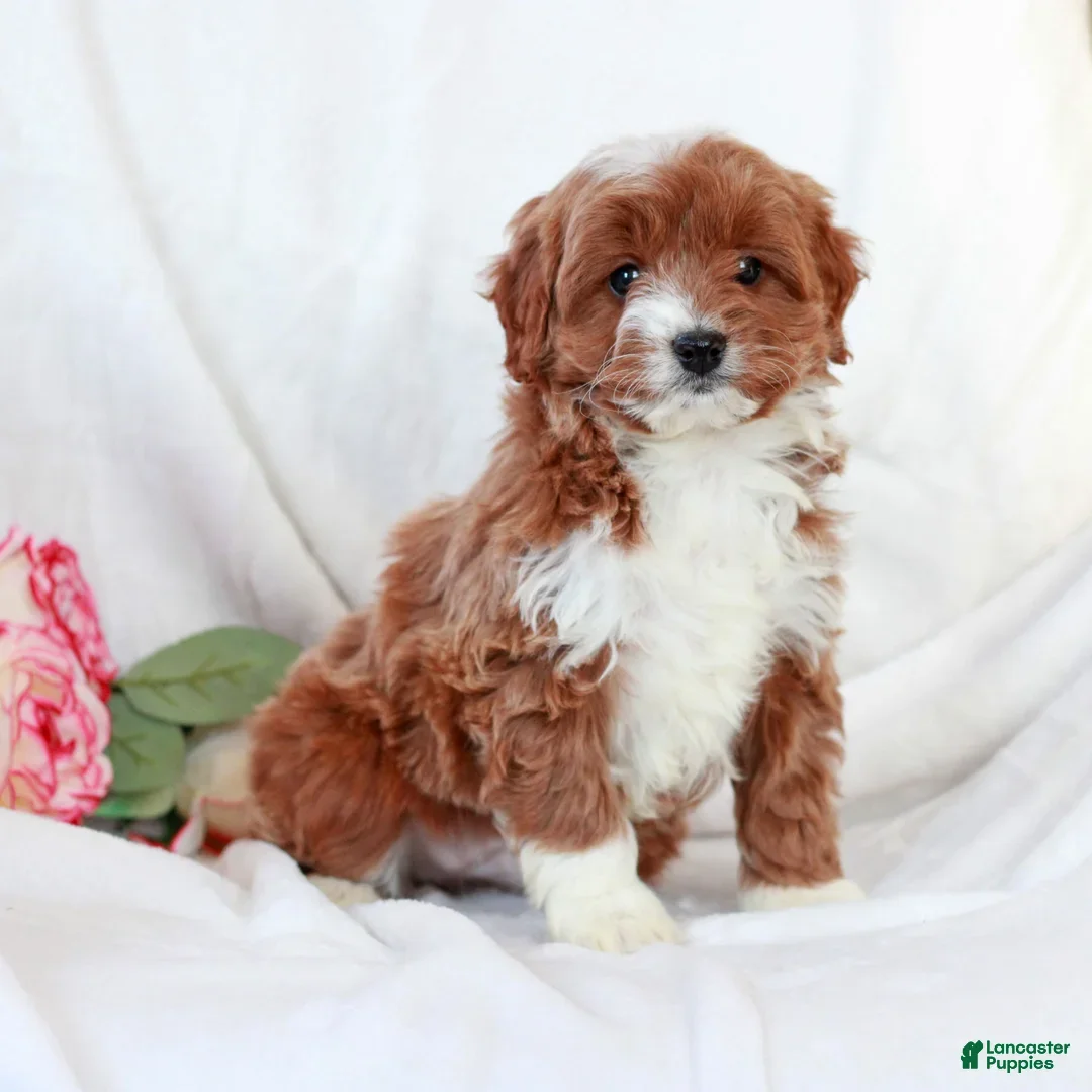 Cavapoo dogs for sale: Lucas - Ad 2