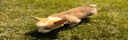 Welsh Corgi Pembroke dogs for sale: Floyd - Ad 14