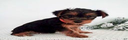 Yorkshire Terrier dogs for sale: Julie - Ad 4