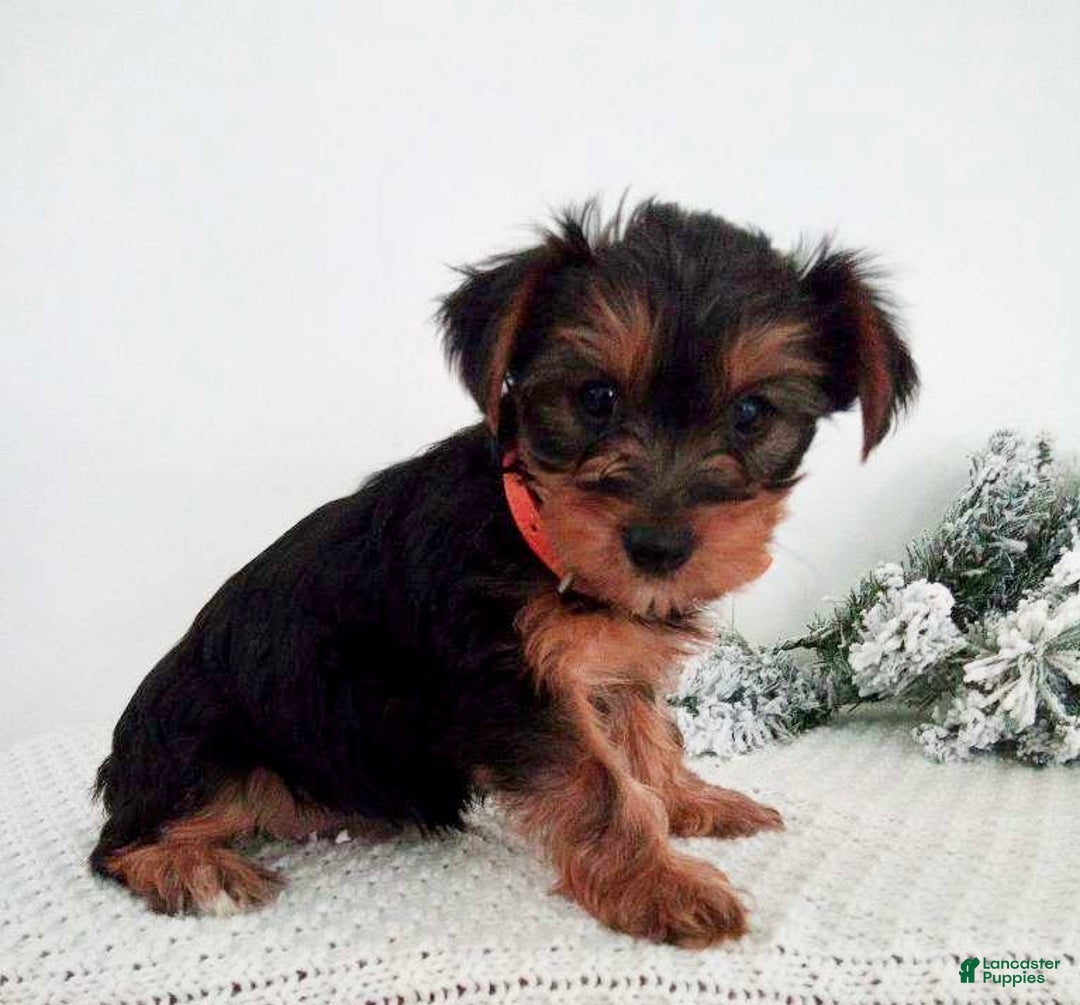 Yorkshire Terrier dogs for sale: Julie - Ad 4