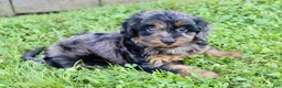 Cockapoo dogs for sale: Cookie - Ad 5