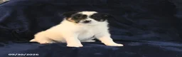 Mixed Breed dogs for sale: Snoopie - Ad 2