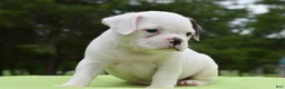 Mixed Breed dogs for sale: Milo f1b Frenchton hybrid  - Ad 19