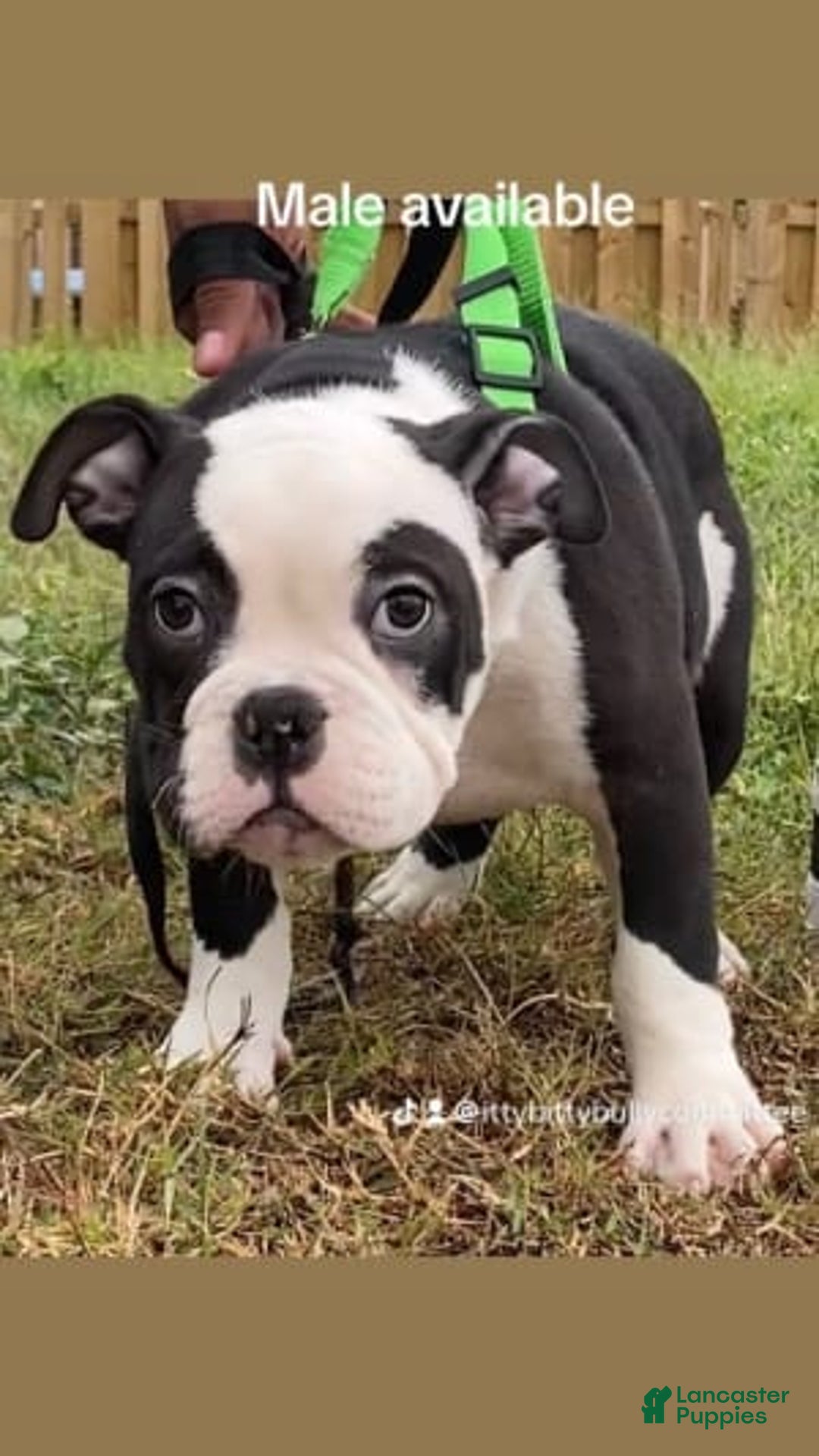 Gallery Image {{count}}