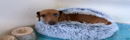 Miniature Dachshund dogs for sale: Bandit - Ad 2