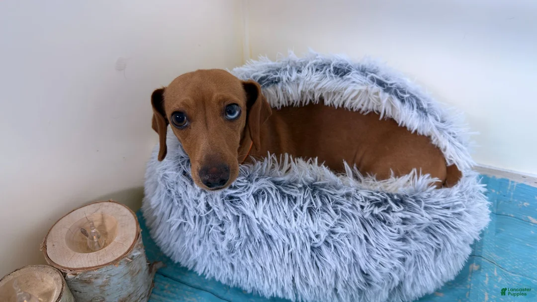 Miniature Dachshund dogs for sale: Bandit - Ad 2