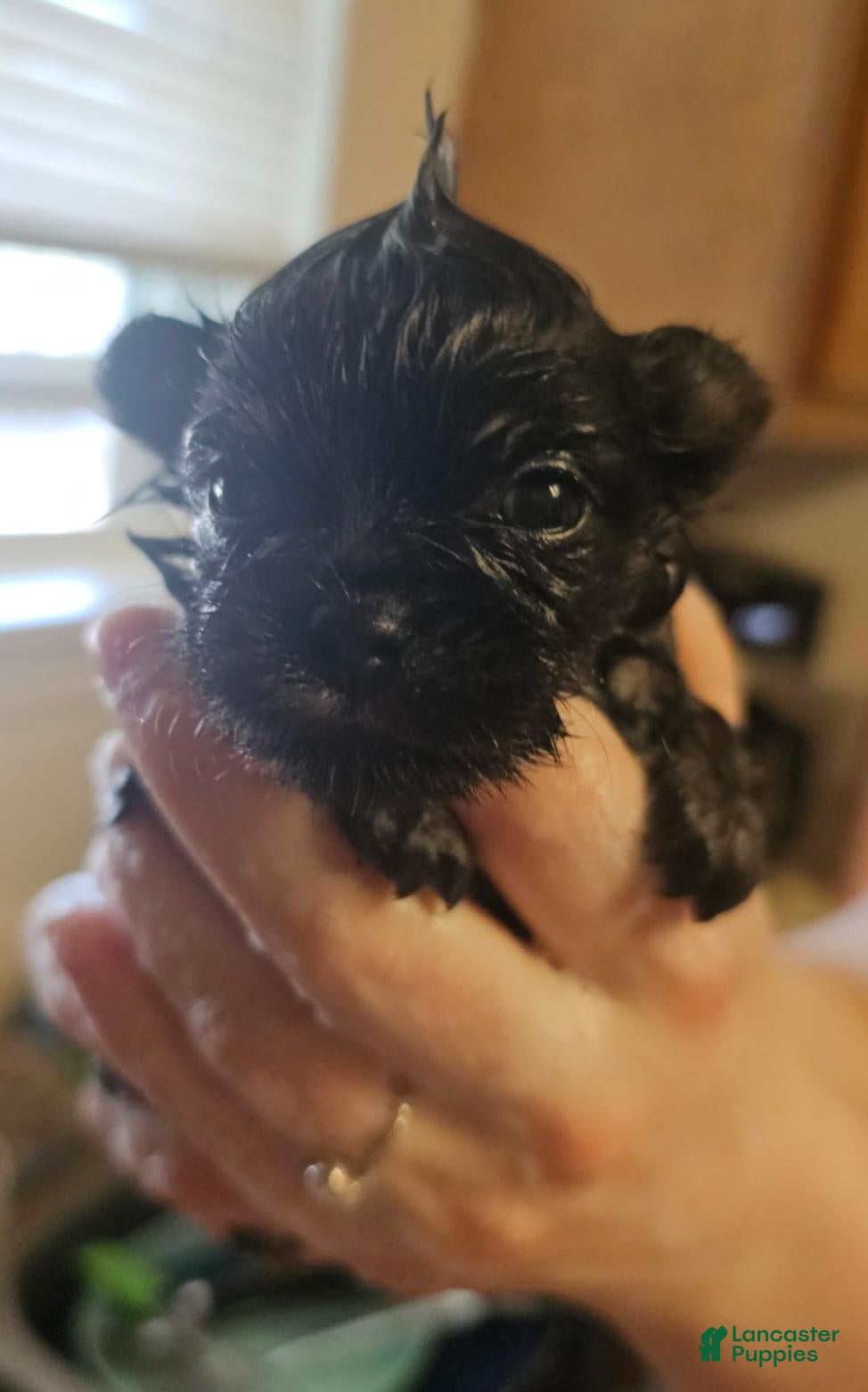 Pomeranian dogs for sale: Apollo - Ad 26