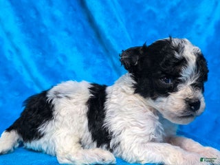 Standard Poodle dogs Elroy - Ad 14